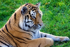 1_animals-tiger-57580